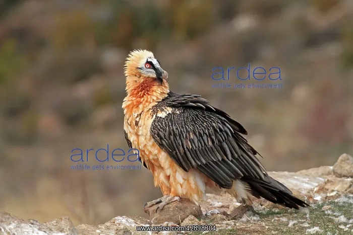 : Lammergeier / Bearded Vulture - adult at feeding station : Lammergeier / Bearded Vulture - adult at feeding station