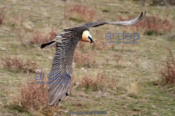 : Lammergeier / Bearded Vulture - adult in flight : Lammergeier / Bearded Vulture - adult in flight