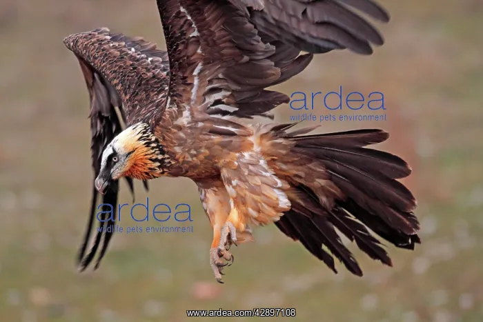 : Lammergeier / Bearded Vulture - adult in flight : Lammergeier / Bearded Vulture - adult in flight