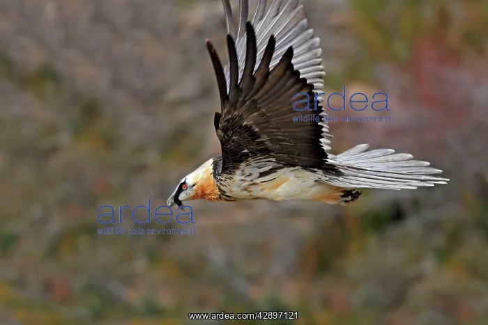: Lammergeier / Bearded Vulture - adult in flight : Lammergeier / Bearded Vulture - adult in flight
