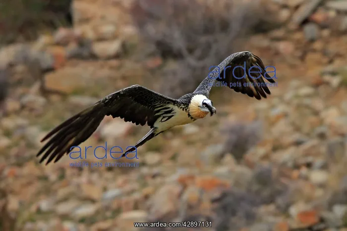 : Lammergeier / Bearded Vulture - adult in flight : Lammergeier / Bearded Vulture - adult in flight