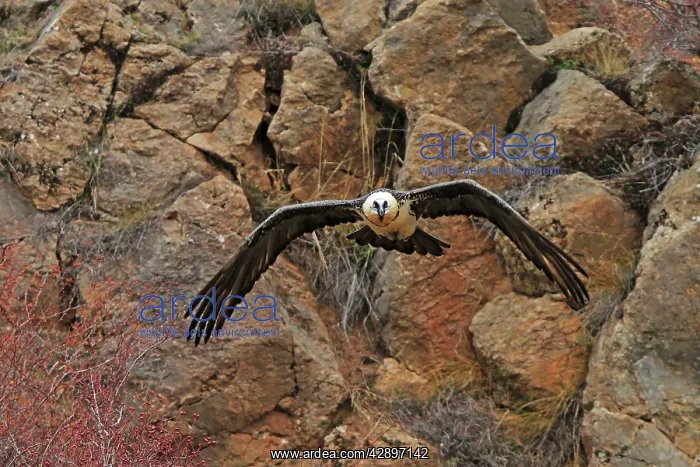 : Lammergeier / Bearded Vulture - adult in flight : Lammergeier / Bearded Vulture - adult in flight