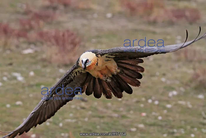 : Lammergeier / Bearded Vulture - adult in flight : Lammergeier / Bearded Vulture - adult in flight