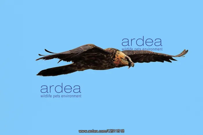: Lammergeier / Bearded Vulture - adult in flight : Lammergeier / Bearded Vulture - adult in flight