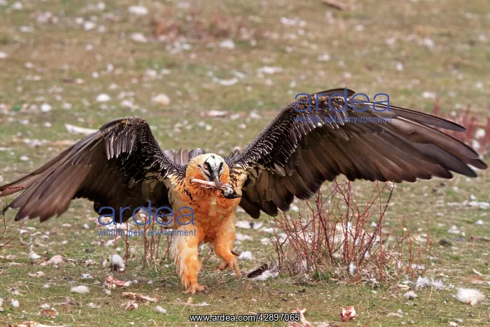 : Lammergeier / Bearded Vulture - adult with food : Lammergeier / Bearded Vulture - adult with food