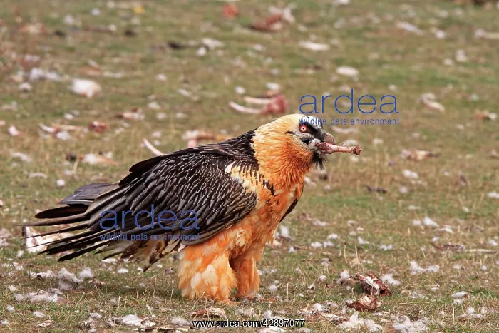 : Lammergeier / Bearded Vulture - adult with food : Lammergeier / Bearded Vulture - adult with food