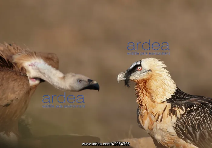 : Lammergeier / Bearded Vulture - adult with Griffon : Lammergeier / Bearded Vulture - adult with Griffon