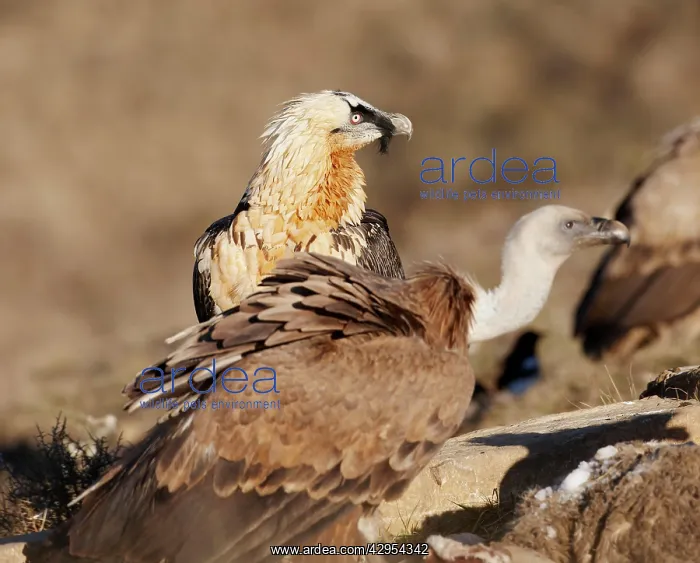 : Lammergeier / Bearded Vulture - adult with Griffon Vulture : Lammergeier / Bearded Vulture - adult with Griffon Vulture
