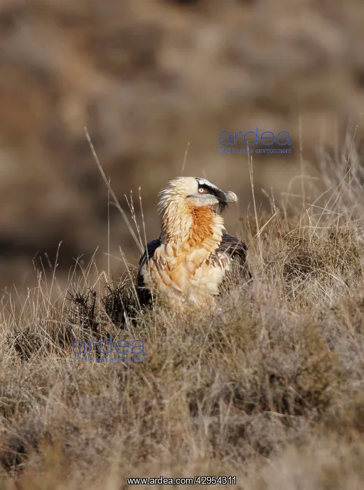 : Lammergeier / Bearded Vulture - adult on hillside : Lammergeier / Bearded Vulture - adult on hillside