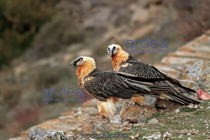 : Lammergeier / Bearded Vulture - adults at feeding station : Lammergeier / Bearded Vulture - adults at feeding station