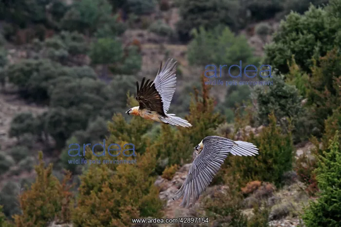 : Lammergeier / Bearded Vulture - adults in flight : Lammergeier / Bearded Vulture - adults in flight