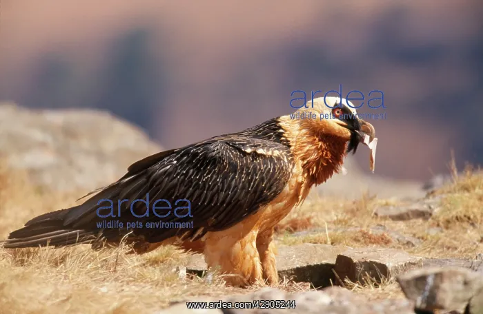 : Lammergeier / Bearded Vulture - with bone in beak : Lammergeier / Bearded Vulture - with bone in beak
