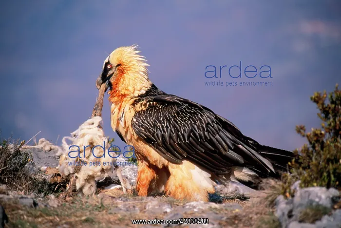 : LAMMERGEIER / BEARDED VULTURE - feeding on carrion : LAMMERGEIER / BEARDED VULTURE - feeding on carrion