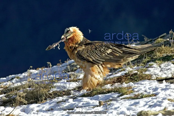  : Lammergeier  /  Bearded Vulture - feeding on a lower