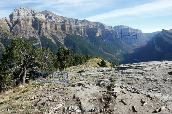 : Lammergeier / Bearded Vulture - feeding station : Lammergeier / Bearded Vulture - feeding station