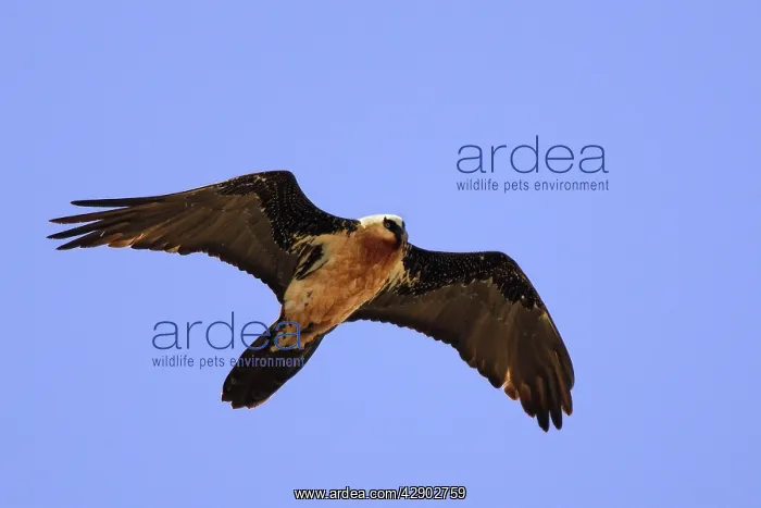 : Lammergeier / Bearded Vulture - in flight : Lammergeier / Bearded Vulture - in flight