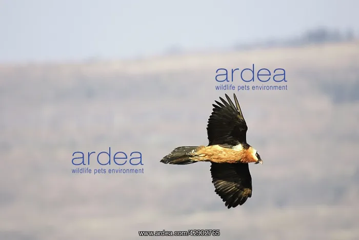 : Lammergeier / Bearded Vulture - in flight : Lammergeier / Bearded Vulture - in flight
