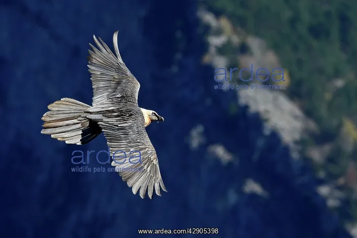 : Lammergeier / Bearded Vulture - in flight : Lammergeier / Bearded Vulture - in flight