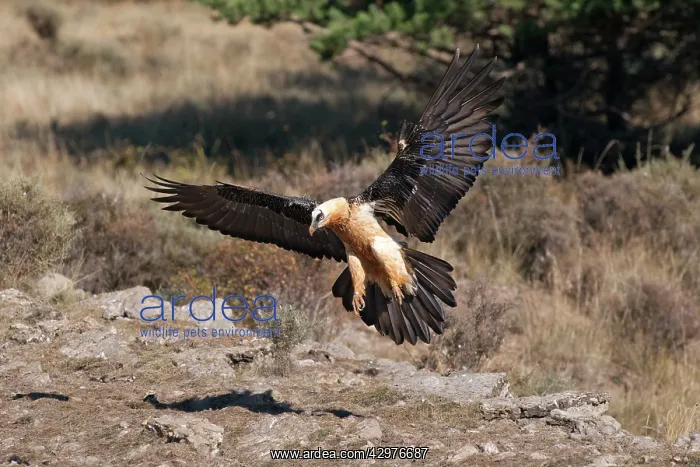 : Lammergeier / Bearded Vulture - in flight : Lammergeier / Bearded Vulture - in flight