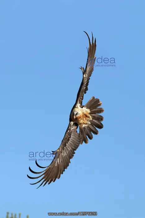 : Lammergeier / Bearded Vulture - in flight : Lammergeier / Bearded Vulture - in flight