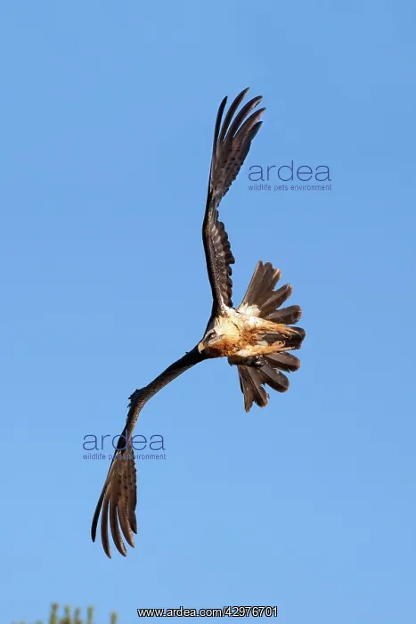 : Lammergeier / Bearded Vulture - in flight : Lammergeier / Bearded Vulture - in flight