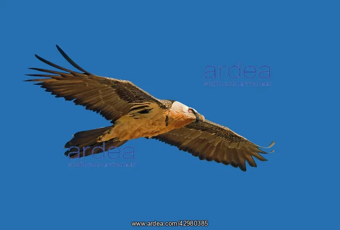 : Lammergeier / Bearded Vulture - in flight : Lammergeier / Bearded Vulture - in flight