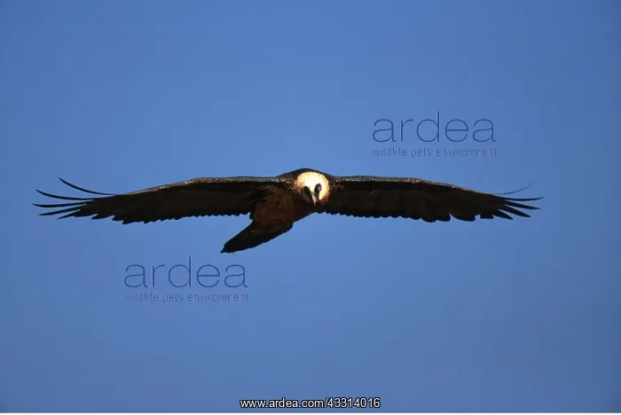: LAMMERGEIER / BEARDED VULTURE - in flight : LAMMERGEIER / BEARDED VULTURE - in flight