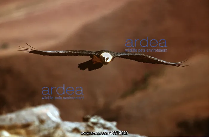 : LAMMERGEIER / BEARDED VULTURE - in flight : LAMMERGEIER / BEARDED VULTURE - in flight