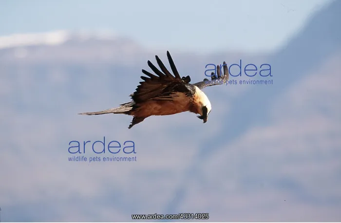: LAMMERGEIER / BEARDED VULTURE - in flight : LAMMERGEIER / BEARDED VULTURE - in flight