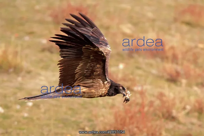 : Lammergeier / Bearded Vulture - immature in flight : Lammergeier / Bearded Vulture - immature in flight