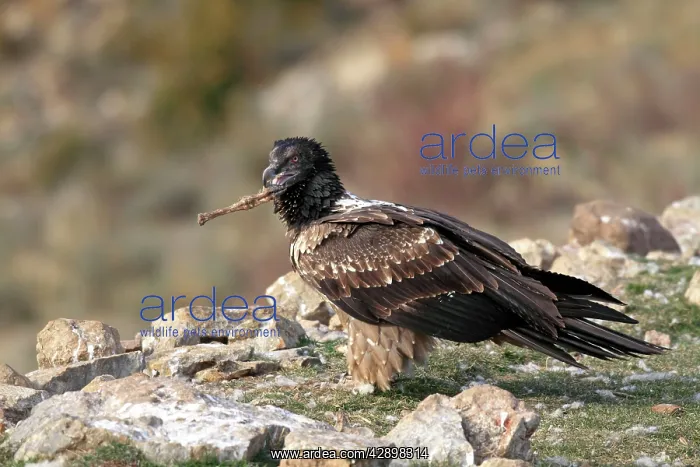 : Lammergeier / Bearded Vulture - immature with food : Lammergeier / Bearded Vulture - immature with food