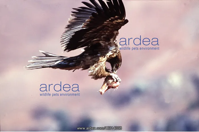 : LAMMERGEIER / BEARDED VULTURE - juvenile, feeding, in flight : LAMMERGEIER / BEARDED VULTURE - juvenile, feeding, in flight