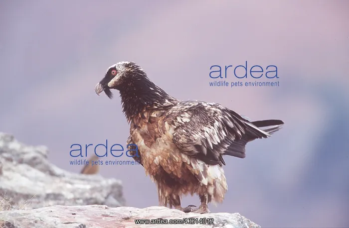 : LAMMERGEIER / BEARDED VULTURE - juvenile : LAMMERGEIER / BEARDED VULTURE - juvenile