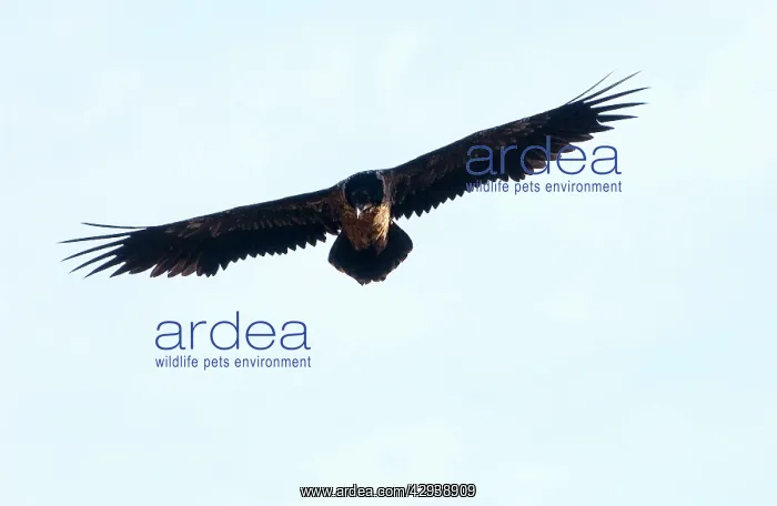 : Lammergeier / Bearded Vulture - Juvenile, in flight : Lammergeier / Bearded Vulture - Juvenile, in flight
