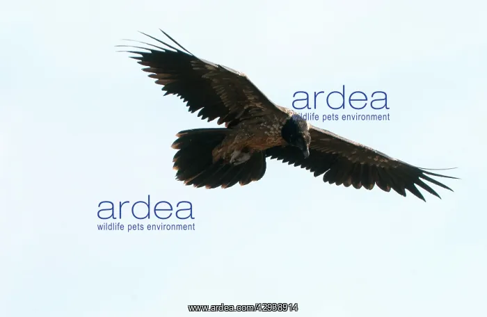 : Lammergeier / Bearded Vulture - Juvenile, in flight : Lammergeier / Bearded Vulture - Juvenile, in flight