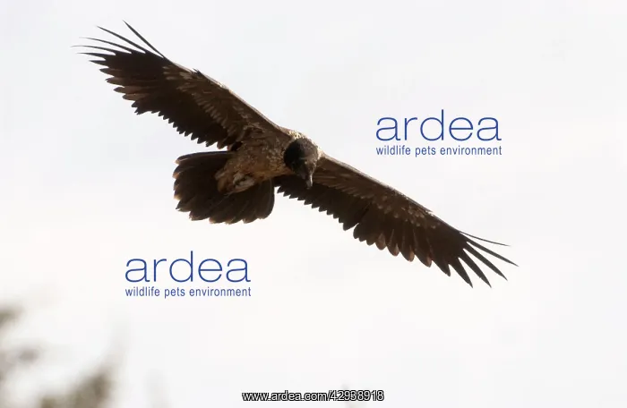 : Lammergeier / Bearded Vulture - Juvenile, in flight : Lammergeier / Bearded Vulture - Juvenile, in flight