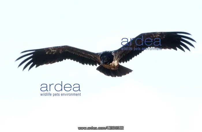 : Lammergeier / Bearded Vulture - Juvenile, in flight : Lammergeier / Bearded Vulture - Juvenile, in flight