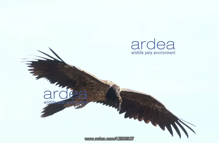  : Lammergeier  /  Bearded Vulture - Juvenile, in flight