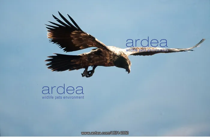 : LAMMERGEIER / BEARDED VULTURE - juvenile in flight : LAMMERGEIER / BEARDED VULTURE - juvenile in flight