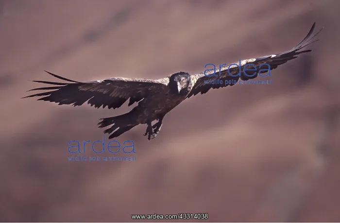: LAMMERGEIER / BEARDED VULTURE - juvenile in flight : LAMMERGEIER / BEARDED VULTURE - juvenile in flight