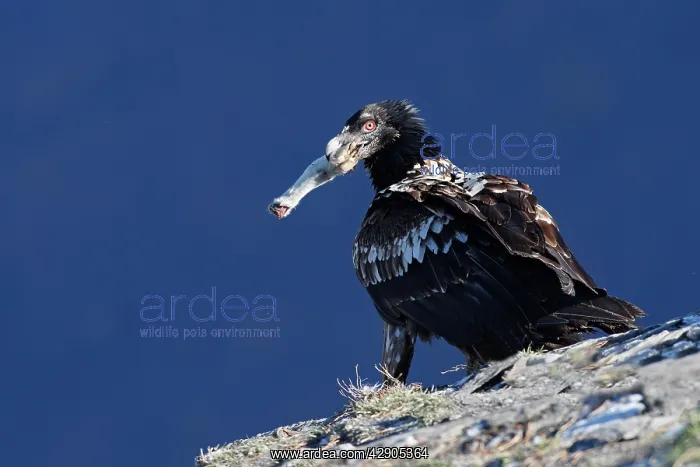 : Lammergeier or Bearded Vulture - with prey in beak : Lammergeier or Bearded Vulture - with prey in beak