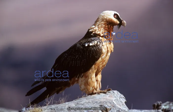 : LAMMERGEIER / BEARDED VULTURE - standing on rock : LAMMERGEIER / BEARDED VULTURE - standing on rock