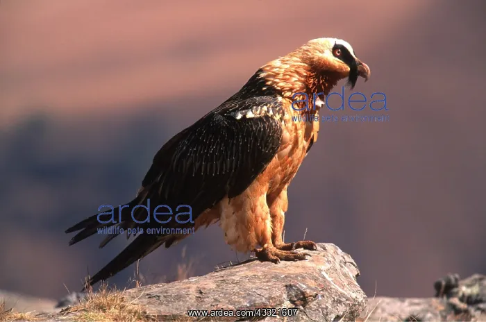 : LAMMERGEIER / BEARDED VULTURE - standing on rock : LAMMERGEIER / BEARDED VULTURE - standing on rock