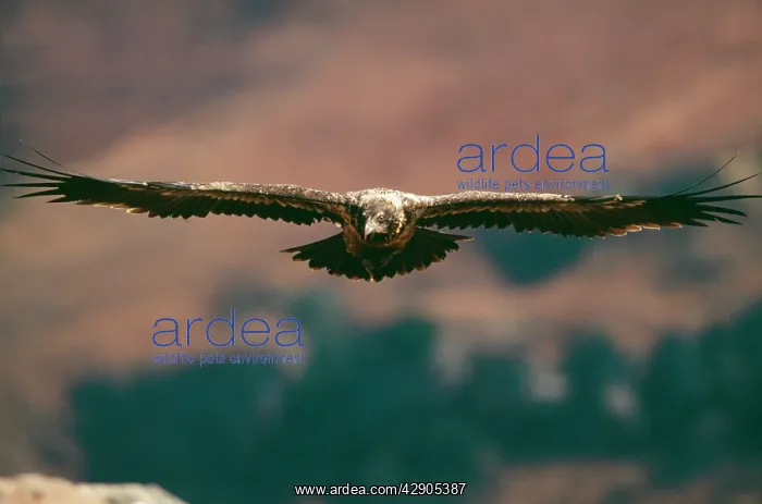 : LAMMERGEIER / Bearded Vulture - sub-adult in flight : LAMMERGEIER / Bearded Vulture - sub-adult in flight