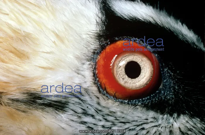 : Lammergeier - close-up of eye : Lammergeier - close-up of eye