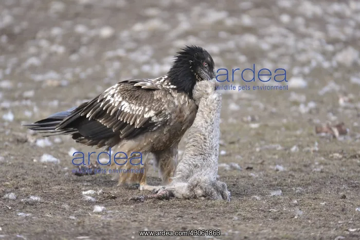 : Lammergeier eating a carcass of sheep Spain : Lammergeier eating a carcass of sheep Spain