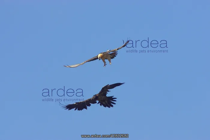 : Lammergeier - fighting in mid air : Lammergeier - fighting in mid air