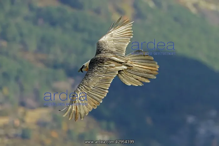 : Lammergeier - Flying over valley showing their : Lammergeier - Flying over valley showing their