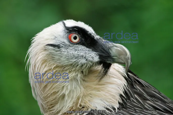 : Lammergeier - portrait : Lammergeier - portrait
