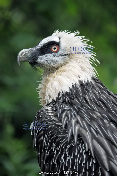 : Lammergeier - portrait : Lammergeier - portrait